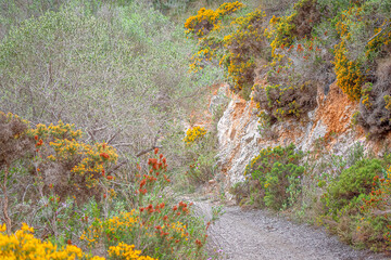 flowering Genista bushes along a foot path