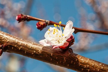 A single apricot blossom with delicate white petals and a vibrant red center blooms on a branch