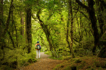 Fototapeta premium Man walking in the red beech forest. Lake Gunn Nature Walk. Fiordland National Park. South Island. New Zealand.