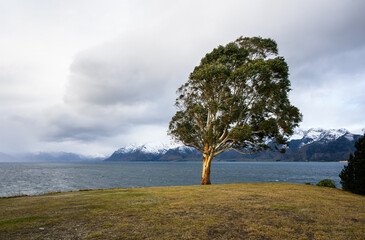 Tree shaped by strong wind. Snow-capped mountains in the background. Lake Hawea. Otago Region....