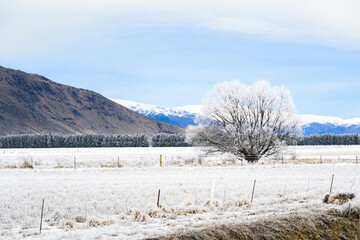 A lone tree covered with hoar frost. Snow-capped mountain and farmland at Twizel. South Island. New...