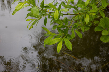 Green branch with wet leaves hanging over water with visible raindrop circles.