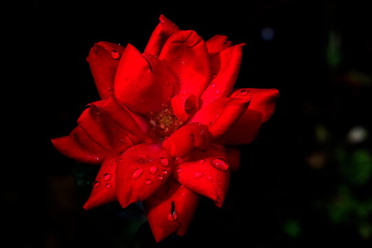 Rose, red, blackened background