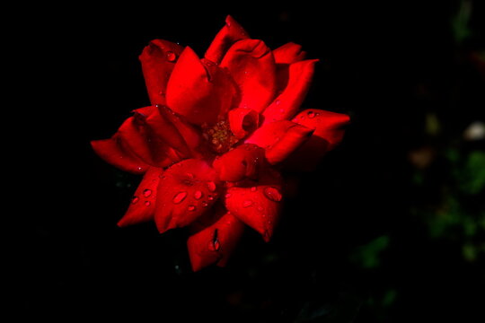 Red rose with blackened background