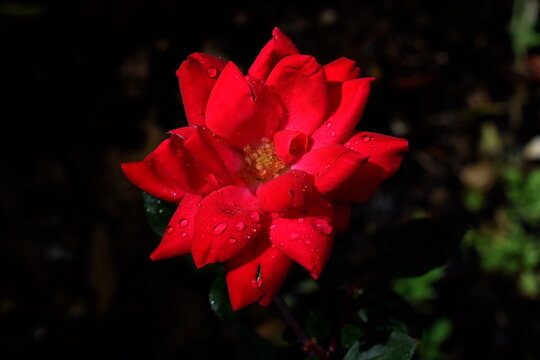 Special red rose, darkened background
