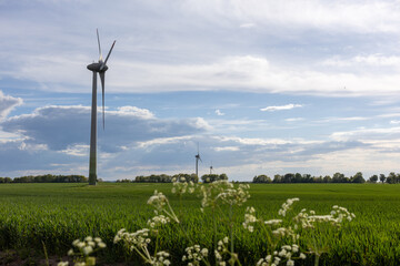 Wind turbines in green field under cloudy sky with wildflowers in foreground.