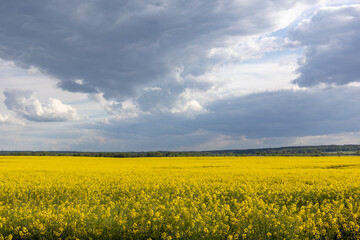 Wide field of blooming yellow rapeseed under dramatic cloudy sky.