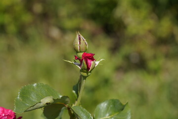 red valentine rose and rose buds