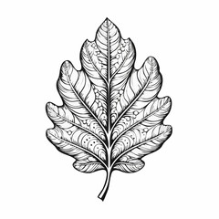 Stylized Oak Leaf Image Vector Isolated on a White Background
