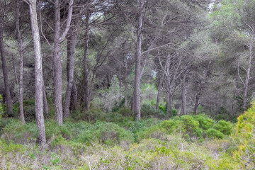Dense Pine Forest with Green Undergrowth and Tall Tree Trunks