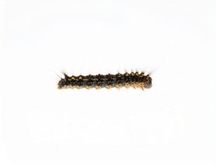 Fototapeta premium Caterpillar close view over white background, no shadow