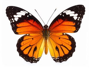 Fototapeta premium Colored butterfly close view over white background, no shadow