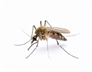 Mosquito close view over white background, no shadow
