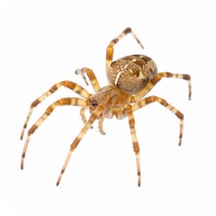 Spider close view over white background, no shadow