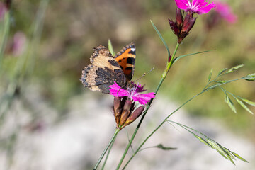 Small tortoiseshell butterfly (Aglais urticae) feeding on Carthusian pinks (Dianthus carthusianorum).