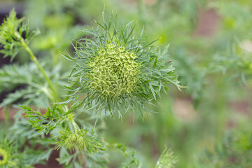 Developing carrot umbel (Daucus carota subsp. sativus). Not in bloom.