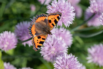 Small tortoiseshell butterfly (Aglais urticae) feeds on chives blossoms.