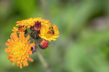 Orange hawkweed (Hieracium aurantiacum) flower with a wild bee. Copyspace.