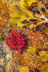 Sea anemone full open