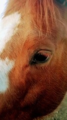 Close-up of a Horse's Eye