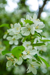apple tree blossom