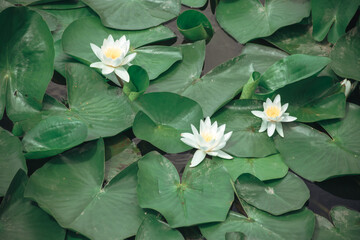 Dnieper River, Ukraine. Elegance of nature: water lilies covered the river, living nature.