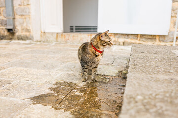 Tabby cat standing on stone pavement with red collar. Domestic animal, urban pet life, and outdoor...