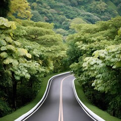 Winding Asphalt Road Through Lush Green Tropical Foliage