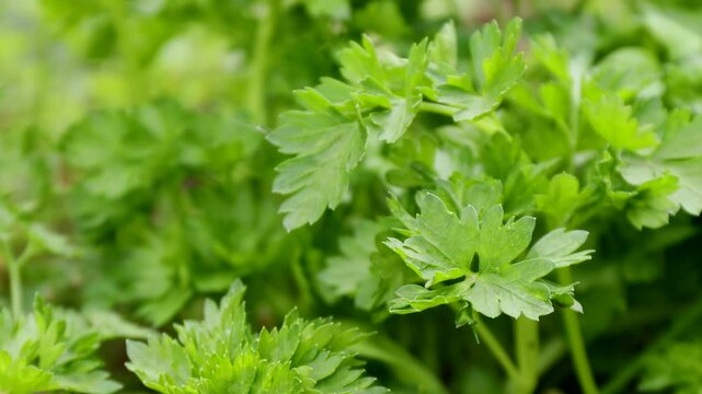 fresh green parsley leaves swaying in wind in home vegetable garden aromatic organic herb moving naturally healthy seasoning for cooking concept of gardening culinary kitchen