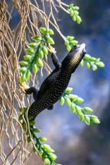 Black Lizard Climbing on a Branch with Green Plants