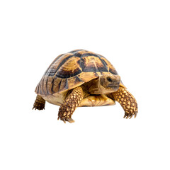 Obraz premium Slow reptile tortoise walking with cute shell on white background