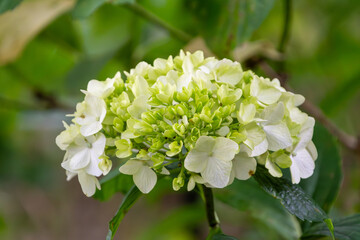 淡い黄緑色のアジサイの花のクローズアップ