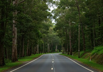 Obraz premium A long road winds through a lush green forest with trees lining both sides and streetlights along the way