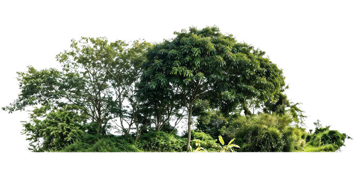 Natural arrangement of varied green trees and shrubs creating a dense forest edge or small woodland cluster, isolated on transparent background for landscape design