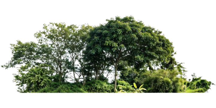 Natural arrangement of varied green trees and shrubs creating a dense forest edge or small woodland cluster, isolated on transparent background for landscape design