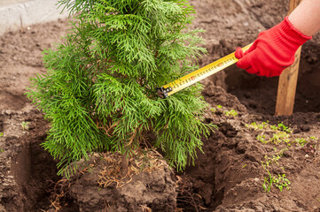 A person measures a newly planted Thuja occidentalis 'Smaragd' tree with a tape measure outside.