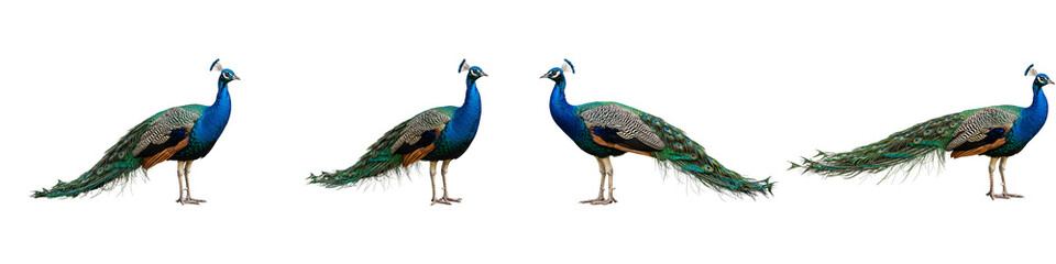 Peacock's Pride Display: Four majestic peacocks display their radiant plumage in a stunning array of colors and patterns, showcasing the epitome of avian elegance and splendor.
