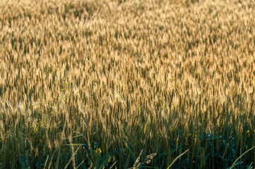 A vast field of wheat glows in the summer sun, hinting at an abundant harvest soon to come.