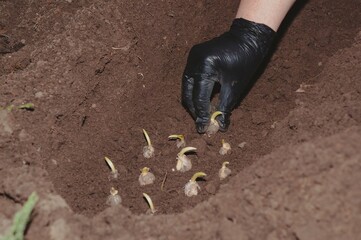 A gloved hand carefully plants flower bulbs in soft soil, creating a vibrant spring garden.