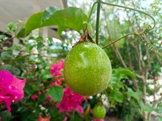 Young or unripe passion fruit (marquisa) that still looks green, has a round to oval shape and often has small white spots on its skin.