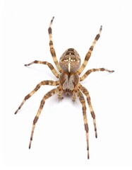 Obraz premium Spider close view over white background, no shadow