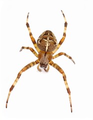 Spider close view over white background, no shadow