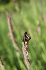 Schnellkäfer auf Grashalm – Makroaufnahme
