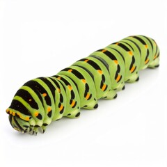 Naklejka premium Caterpillar close view over white background, no shadow