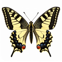 Fototapeta premium Colored Papilio Machaon butterfly close view over white background