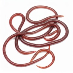 Worms close view over white background, no shadow
