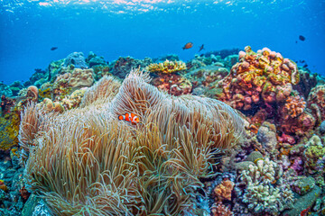 Coral reef South Pacific, Bali