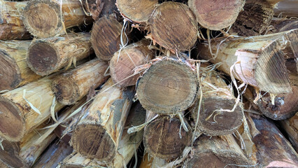 Stacked eucalyptus logs displaying weathered cross sections, rough bark textures revealing natural...