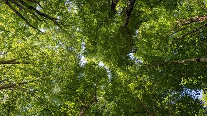 Sunlight streaming through verdant forest foliage, casting intricate shadows and highlighting delicate leaf textures in a tranquil woodland landscape