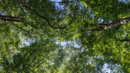 Soft sunlight penetrating verdant forest canopy, casting dappled shadows and creating peaceful...